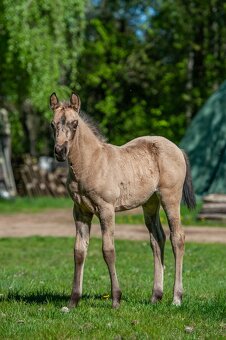 Letošní buckskin QH klisna k rezervaci - 3