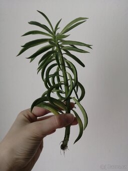 Peperomia - 3