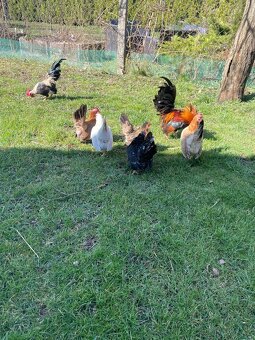 Chovný kmeň-Ayam serama - 3