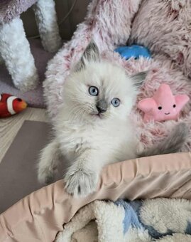 Ragdoll koťatka blue lynx - 3