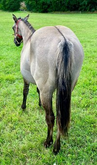 Roční grullo valach Quarter Horse - 3