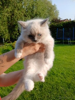 Ragdoll koťátka s PP - 3
