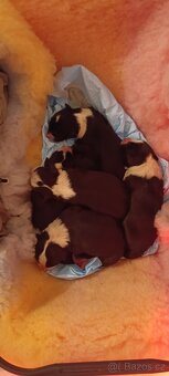 Poslední chlapeček Border kolie s PP - 3