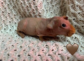 Skinny morčátka, samečci - 3