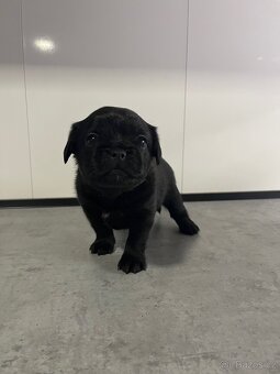 Grifonek štěňata - 3