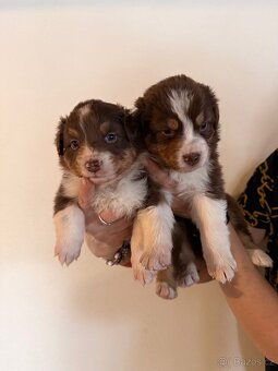 Australský ovčák štěňátka - 3