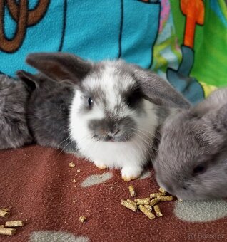 Zakrslý beránek králíček - 3