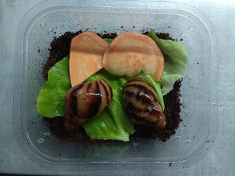 Africký šnek, mláďata - 3