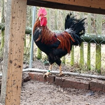 Kohout Vlaška koroptví - 3