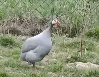 Prodám kohouty perličky - 3