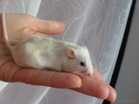 Barevná myš - samec na mazla - 3