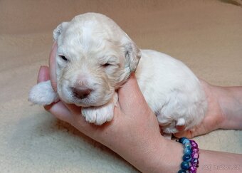 Lagotto romagnolo s PP - 3