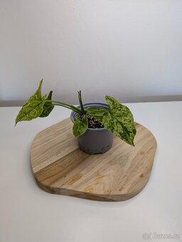 Syngonium Mojito - 3