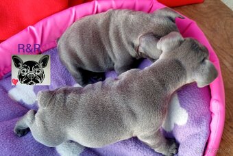 Francouzský buldoček modrý - French bulldog blue - 3