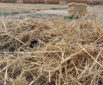 Pšeničná sláma - kulaté balíky průměr 125 cm - 3