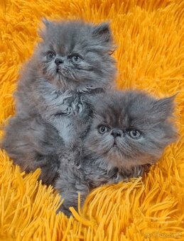 PERSKÁ koťátka - 3