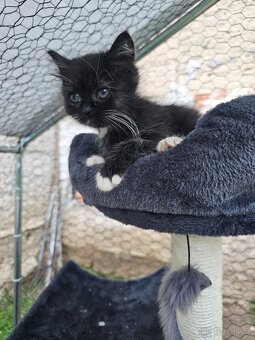 Koťátka alá Munchkin „kočičí jezevčík“ a „černé pumičky" - 3