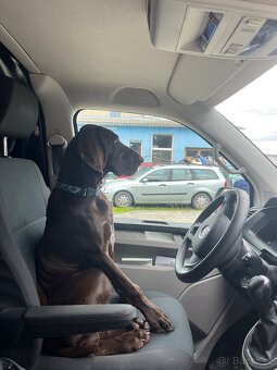 Německý ohař krátkosrstý hnědý - 3