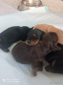 Anglický kokršpaněl štêňata - 3