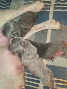 Francouzský buldoček - 3