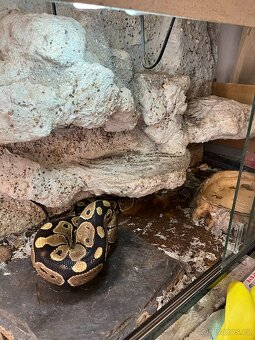 Krajta královská, samice 6 let, 130cm, včetně terária - 3