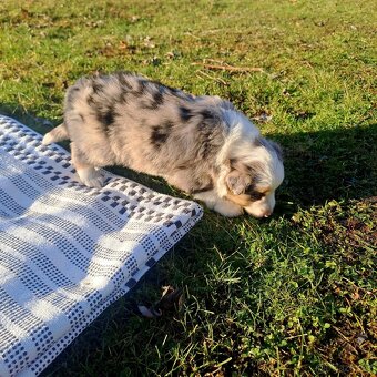 Border kolie štěnatka - 3