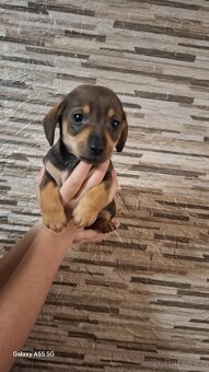 Jezevčík trpasličí bez pp - 3