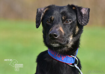 Darujeme nalezeného křížence - 3