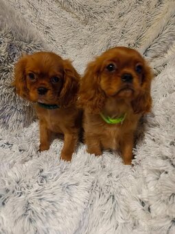 Kavalír King Charles Španěl - 3