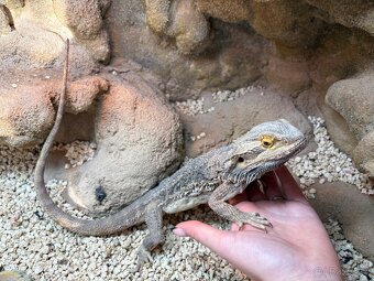 Agama vousatá SAMEČEK - 3