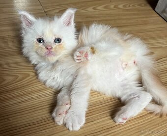 Mainská mývalí - 3