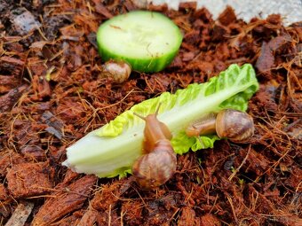 Šnek Africký mláďata - 3