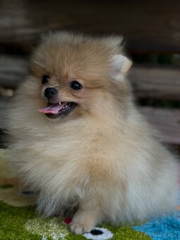 Pomeranian MINI fenečka - 3
