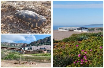SARDINIE_severní pobřeží, prodej bytu 2+kk (45m2) - - 3