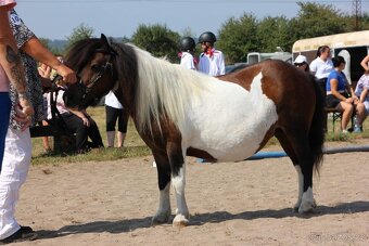Shetland pony - 3