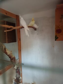 Letošní mladé Korely - 3