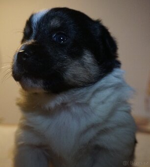 Malé plemeno štěňata MEDI s PP - 3