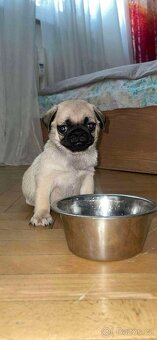 Mops - štěně - 3