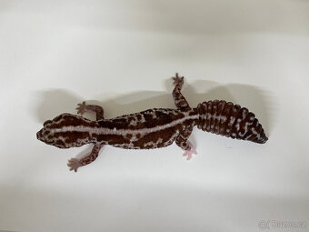 Gekončík africký (Hemitheconyx caudicinctus) - 3