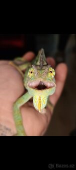 Terárium + Chameleon - 3