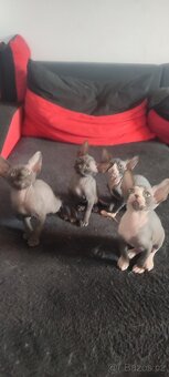 Sphynx - 3