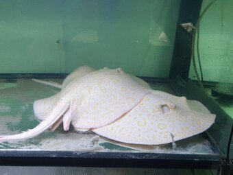 Potamotrygon sp.Golden Lucy - 3