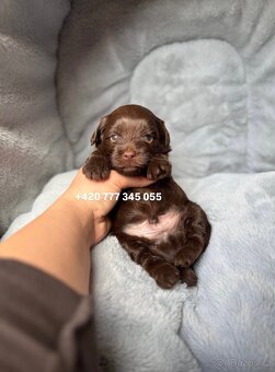 Maltipoo F1 Chocolate, 2,5 měsíce male boy - 3