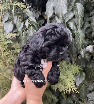Maltipoo Black, fenka 800€ - 3