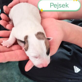 Jack russel teriér - 3