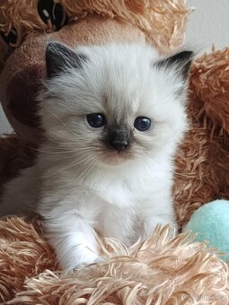 Ragdoll koťátka s PP - 3