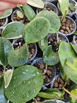 Hoya, voskovka - pokojová rostlina různé - 3