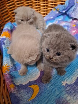 Britská lila a modrá koťata - 3