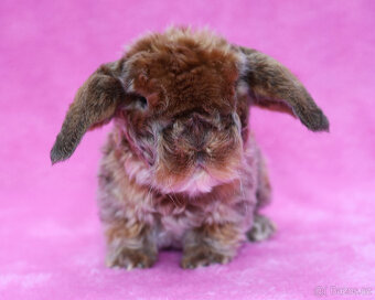 Zakrslý satén rex beránek , samička s VP . - 3