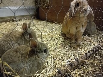 Prodám zakrslé králíky - 3